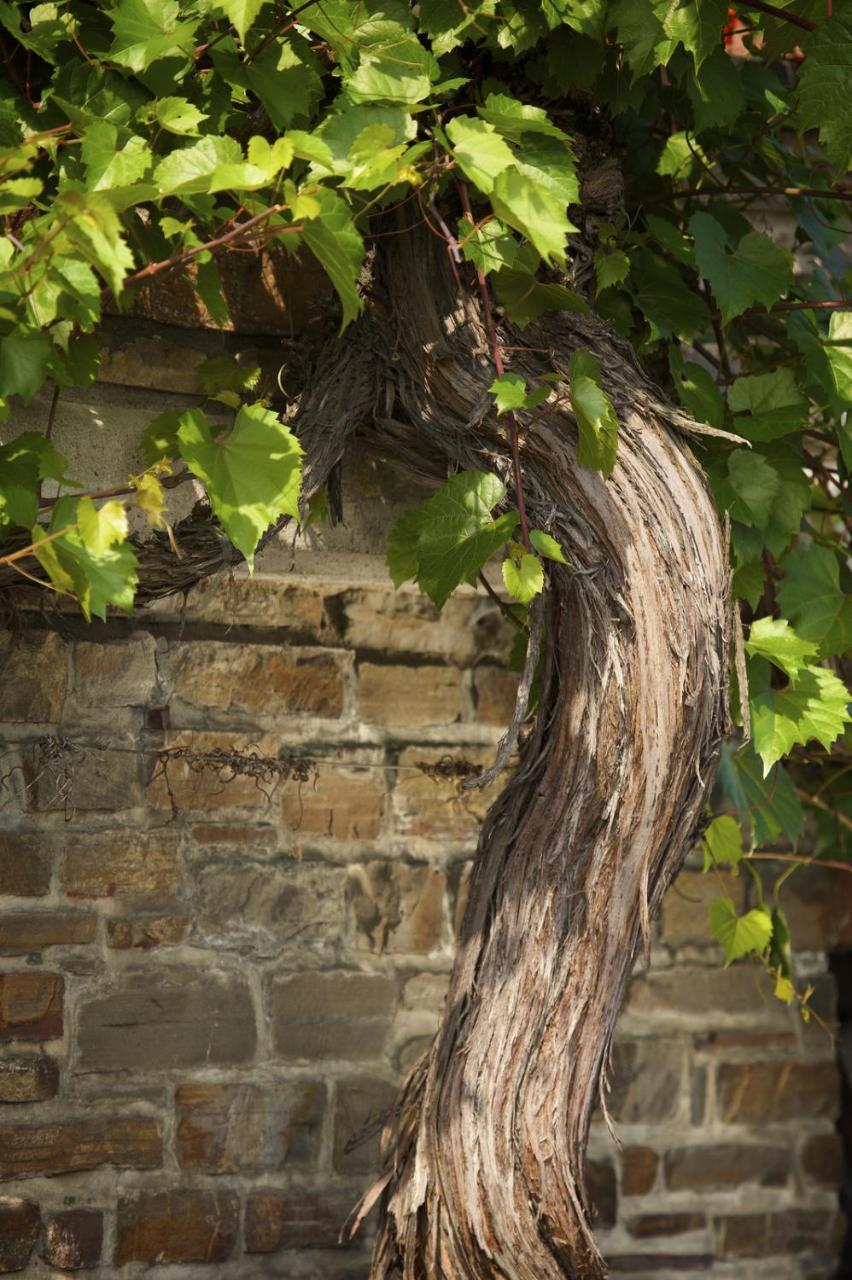 Отель Weinhaus Lenz Briedern Экстерьер фото